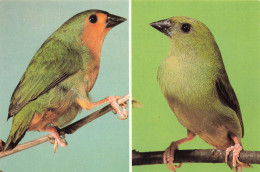 ANIMAUX ET FAUNE - Bambus Papageiamadine - Colorisé - Carte Postale - Birds