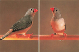 ANIMAUX ET FAUNE - Zebrafinken - Schwarzbrust - Grau Schwarzbäckchen - Colorisé - Carte Postale - Birds