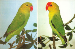 ANIMAUX ET FAUNE - Agapornis Taranta - Colorisé - Carte Postale - Birds