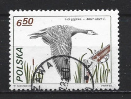 Poland 1981 Bird Y.T. 2567 (0) - Gebruikt