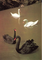 ANIMAUX ET FAUNE - Schwarzer Schwan Und Höckerschwan - Colorisé - Carte Postale - Birds