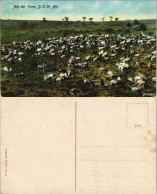 Postcard .Namibia Deutsch-Südwestafrika DSWA Farm Kolonie 1909 - Namibie