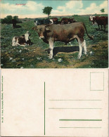Postcard .Namibia Farmidyll Deutsch-Südwestafrika DSWA Kolonie 1908 - Namibie