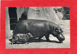 - Hippopotame Et Son Petit (Afrique)75 Parc Zoologique Bois De Vincennes Paris CPA   état Impeccable - Nijlpaarden