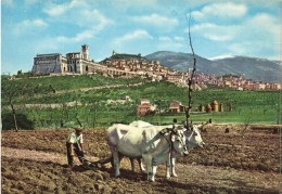 ANIMAUX & FAUNE - Boeufs - Assis Panorama - Ediz - Daca - Assist - En Train De Tirer La Charrue - Carte Postale Ancienne - Andere & Zonder Classificatie