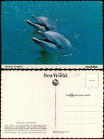 Postcard Orlando Sea World Friendly Dolphins Delphine 1980 - Otros & Sin Clasificación