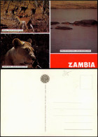 Sambia Zambia IMPALA KAFUE NATIONAL PARK 3 Bild Tiere Africa 1988 - Sambia