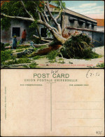 Postcard Hongkong TREE UNROOTED BY TYPHOON NEAR CHINESE HOUSE 1910 - Chine (Hong Kong)