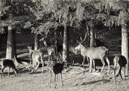 ANIMAUX & FAUNE - Cerf - Ardennes Belges - Une Harde De Cerfs - Des Cerfs Dans La Forêt - Carte Postale Ancienne - Andere & Zonder Classificatie