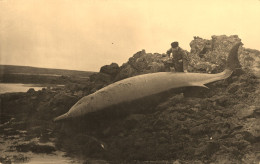 Island * Carte Photo * Baleine Estrugeon échoué Sur La Côte , Islande - Islande