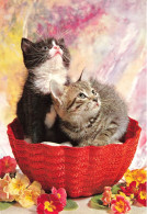 ANIMAUX & FAUNE - Chats - Deux Chatons Dans Un Petit Panier - Des Fleurs - Carte Postale Ancienne - Chats