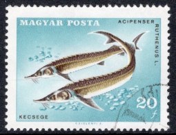 Hungary 1967  Single Stamp Celebrating The 14th Congress Of International Federation Of Anglers - CIPS In Fine Used - Usado