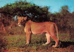 ANIMAUX & FAUNE - Lions - Une Lionne Dans La Savane - Sauvage - Carte Postale Ancienne - Löwen