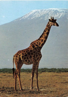 ANIMAUX & FAUNE - Girafes -Giraffe And Kilmanjaro - Une Giraffe Dans La Nature - Carte Postale Ancienne - Giraffen