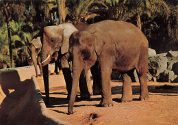 ANIMAUX & FAUNE - Eléphants - Trois éléphants En Train De Se Balader - Carte Postale Ancienne - Elephants