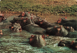 ANIMAUX & FAUNE - Hippopotames - African Wildlife - Hippotoamuses - Hippopotames Dans L'eau - Carte Postale Ancienne - Hippopotames