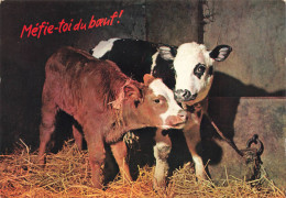 ANIMAUX & FAUNE - Vaches - Méfie Toi Du Boeuf - Deux Veaux Dans Une étable - Carte Postale Ancienne - Koeien