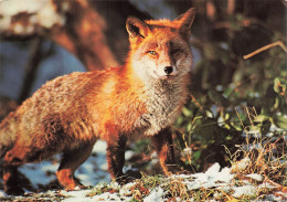 ANIMAUX & FAUNE - Renard - Canis Vulpes L - Fuchs - Renard - Fox - Dans La Nature - Carte Postale Ancienne - Andere & Zonder Classificatie