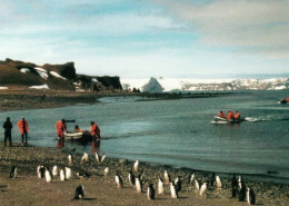 1 AK Antarctica / Antarktis * Fildes Bay - King George Island - South Shetlands * - Autres & Non Classés