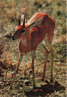 ANIMAUX & FAUNE - Gazelle - Africa - Gazzella - Africa - Une Petite Gazelle Se Baladant - Carte Postale Ancienne - Andere & Zonder Classificatie