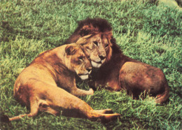 ANIMAUX & FAUNE - Lions  - 1494 - East African Game - Lion And Lioness  - Carte Postale Ancienne - Leoni