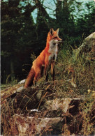 ANIMAUX & FAUNE - Renard - Volpe Rossa (Vulpes Fulva) - Renard Roux - Red Smut -- Carte Postale Ancienne - Andere & Zonder Classificatie