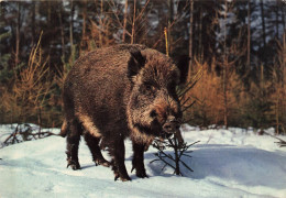 ANIMAUX & FAUNE - Cochons - Sanglier - Wildschwein - Wild Boar - Cinghlale - Carte Postale Ancienne - Cochons