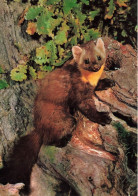 ANIMAUX & FAUNE - Martre Des Pins - Seul - En Train De Se Reposer Sur Un Tronc D'arbre - Carte Postale Ancienne - Andere & Zonder Classificatie