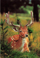 ANIMAUX & FAUNE - Cerfs - Un Cerf En Train De Se Reposer Dans La Forêt  - Carte Postale Ancienne - Andere & Zonder Classificatie