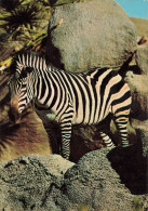 ANIMAUX & FAUNE - Zèbres - Un Zèbre En Train De Se Promener Dans La Nature - Près D'un Rocher  - Carte Postale Ancienne - Zebras