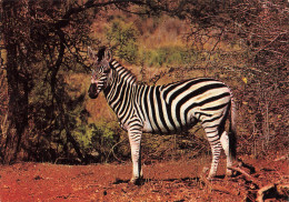 ANIMAUX & FAUNE - Zèbres - Un Zèbre Dans La Nature En Train De Se Balader - Carte Postale Ancienne - Zebre