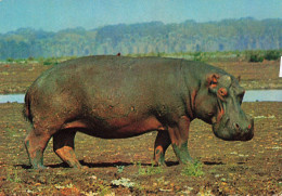 ANIMAUX & FAUNE - Hippopotames - Hippopotame - Afrique - Un Hippopotame En Train De Se Balader - Carte Postale Ancienne - Nijlpaarden