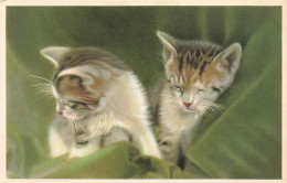 ANIMAUX & FAUNE - Chats - Deux Petits Chatons En Train De Dormir - Carte Postale Ancienne - Gatos