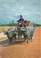 ANIMAUX & FAUNE - Bœufs - Des Bœufs En Train De Tirer Une Voiture - Carte Postale Ancienne - Andere & Zonder Classificatie