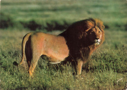 ANIMAUX & FAUNE - Lions - Francis Et Les Animaux D'Afrique - Un Lion Dans La Nature - Sauvage - Carte Postale Ancienne - Leeuwen