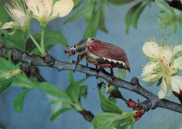 ANIMAUX & FAUNE - Insectes - Hanneton Sur Une Tige De Fleur - Carte Postale Ancienne - Insectos