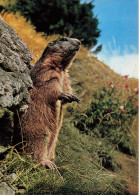 ANIMAUX & FAUNE - Marmotte - Murmeltier - Marmot - Une Marmotte Debout - Carte Postale Ancienne - Autres & Non Classés