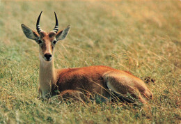 ANIMAUX & FAUNE - Antilope - Faune Africaine - African Fauna - Antelope - Carte Postale Ancienne - Autres & Non Classés