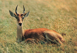 ANIMAUX & FAUNE - Antilope - Faune Africaine - African Fauna - Antelope - Carte Postale Ancienne - Other & Unclassified