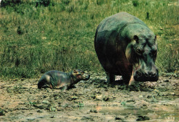 ANIMAUX & FAUNE - Hippopotames - Faune Africaine - Maman Et Bébé Hippopotame - Carte Postale Ancienne - Flusspferde