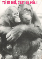 ANIMAUX & FAUNE - Singes - Toi Et Moi C'est Au Poil - Deux Singes Faisant Un Calin - Carte Postale Ancienne - Affen