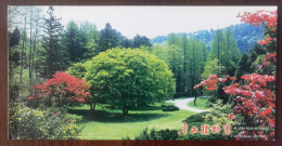 Aceraceae Juss. Tree And Red Mapple Tree In Spring Day,China 1999 Lushan Botanical Garden Advertising Pre-stamped Card - Trees