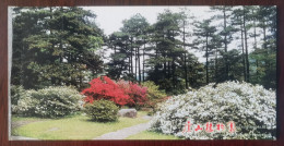 Rhododendron Simsii Flower Near Pine And Cypress Trees Park,China 1999 Lushan Botanical Garden Advert Pre-stamped Card - Trees