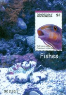 MICRONESIE 2007 -  Poissons - Parupeneus Multifascitus - BF - Micronésie