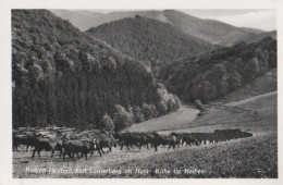 17608 - Bad Lauterberg - Kühe Im Heibek - Ca. 1955 - Bad Lauterberg