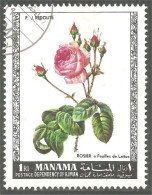 622 Manama Fleur Flower Blum Rose Rosa Tree (MNM-9) - Rozen