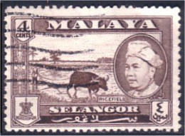 618 Malaya Malaisie Selangor Buffle Culture Du Riz Rice Field Buffalo (MLY-29) - Alimentación