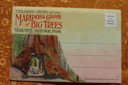 Mariposa Grove Of Big Trees - Yosemite National  Park  / BZ 147R - Alberi