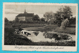 * Lüdinghausen - Coesfeld (Nordrhein Westfalen - Deutschland) * (J. Wenner) Blick Auf Die Landwirtschaftschule, Vache - Coesfeld