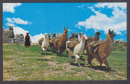 127704/ Region Of Cuzco, Caravan Of Llamas - Perú